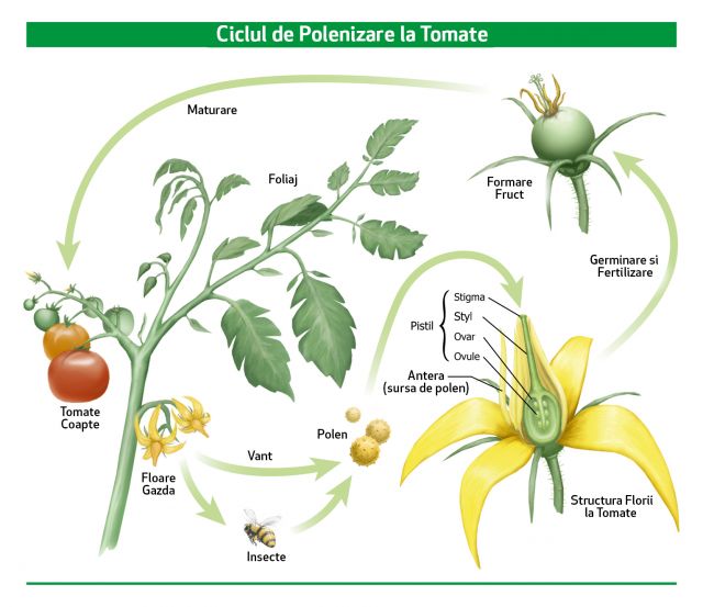 Polenizarea si ciclul de formare a fructelor la tomate