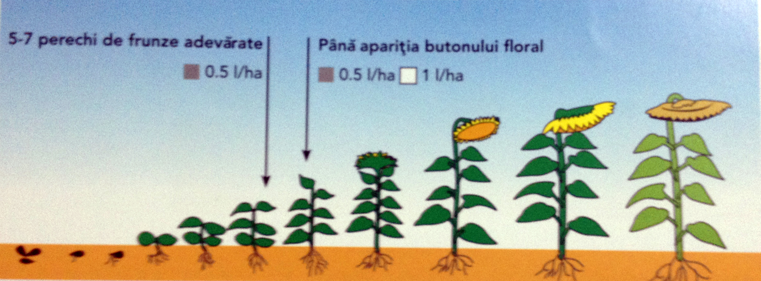 Ingrasamant foliar Floarea Soarelui