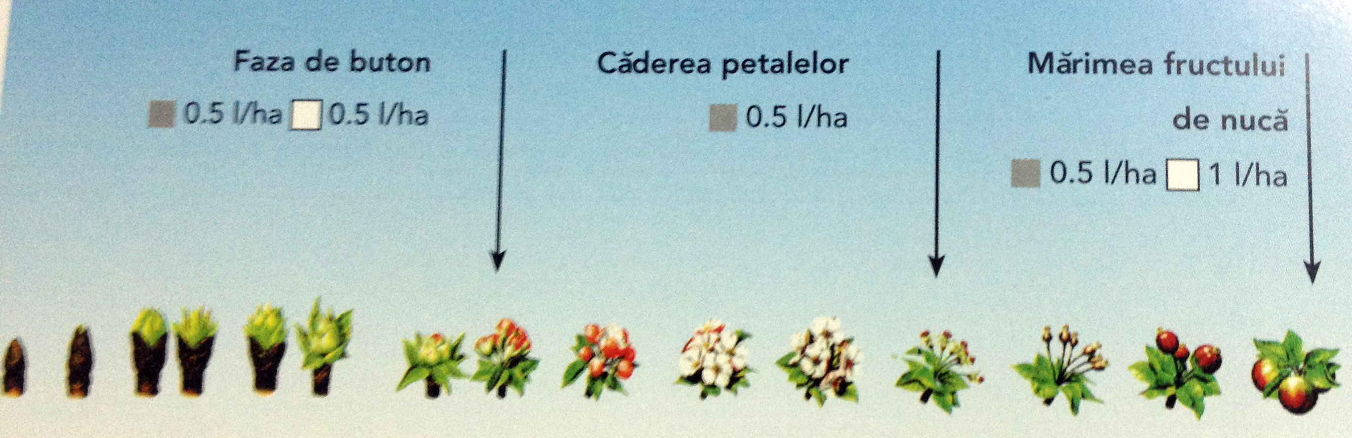 Ingrasamant foliar pomi fructiferi