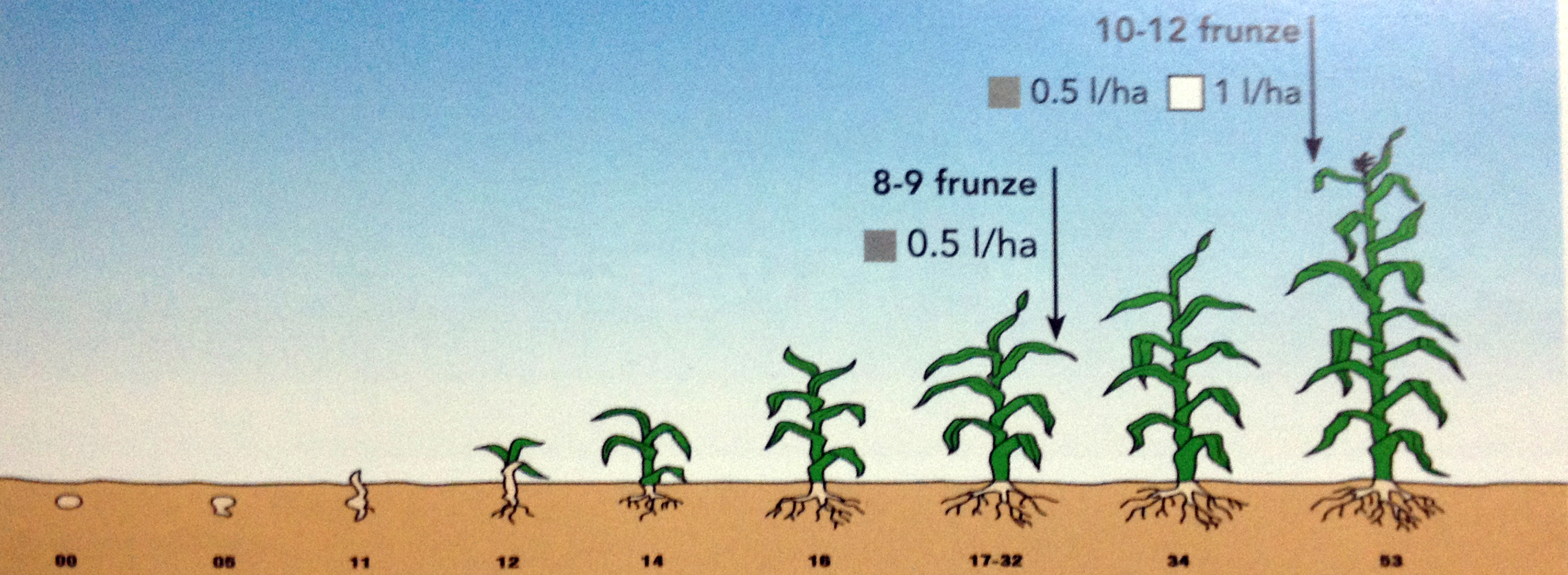 Fertilizarea cu cropmax la porumb