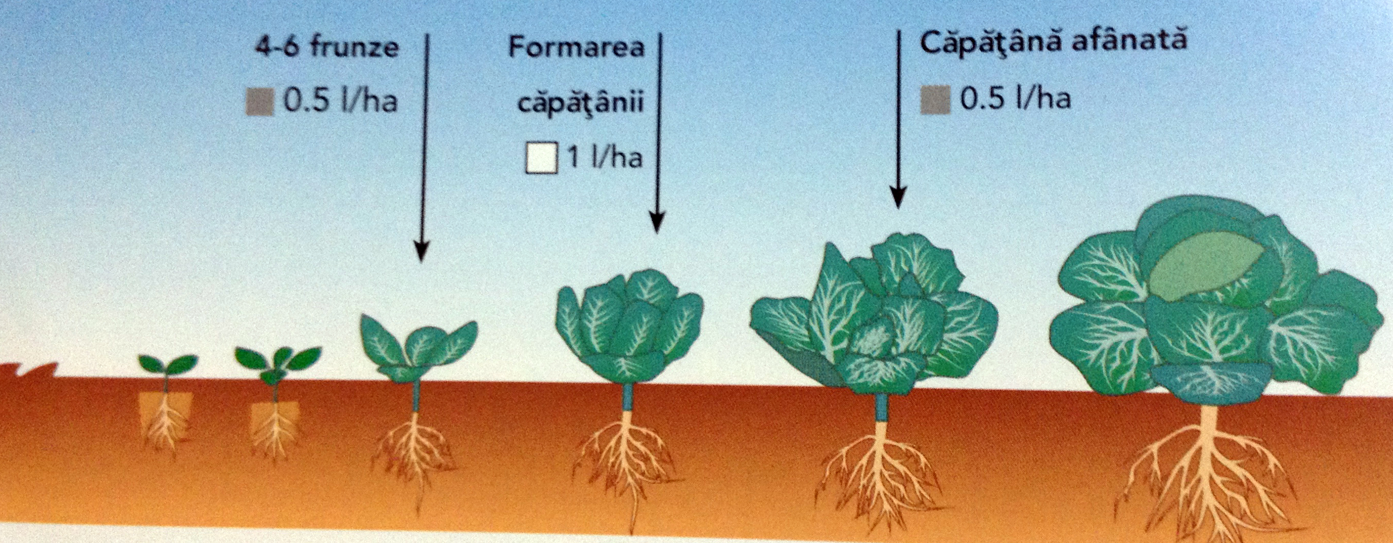 Ingrasamant foliar varza