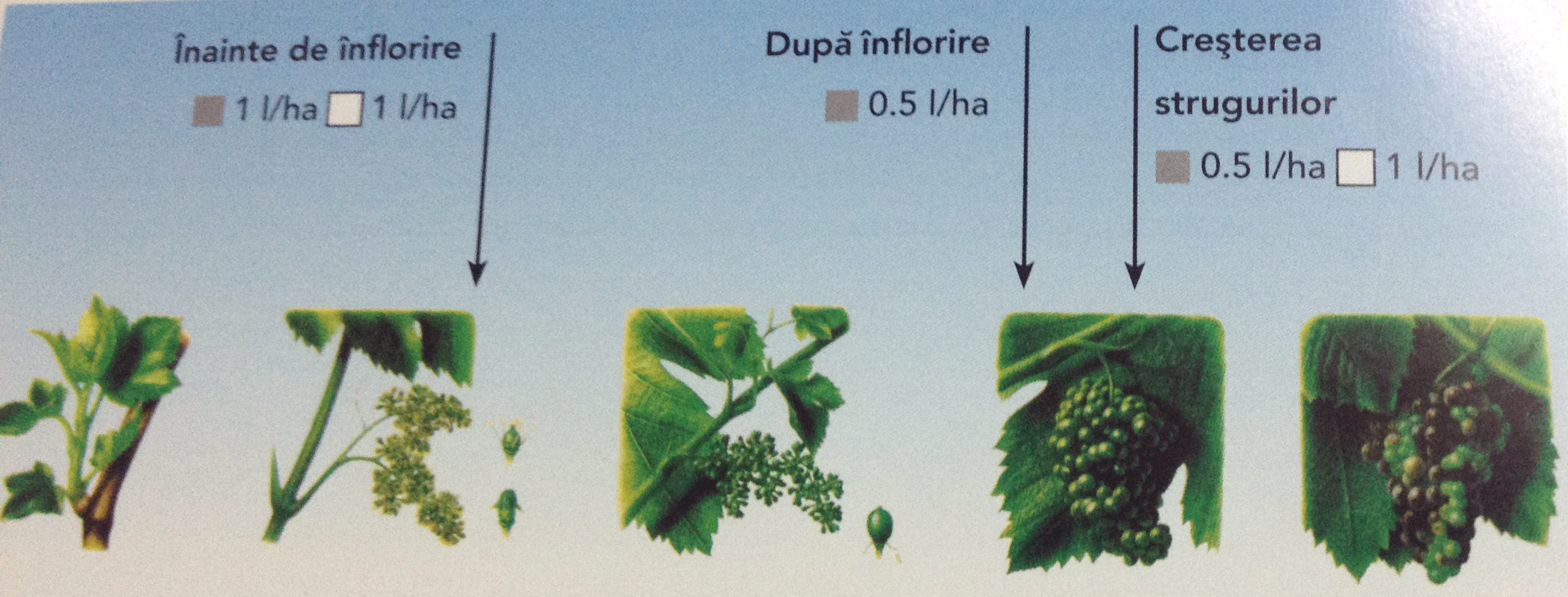 Ingrasamant foliar pentru vita de vie